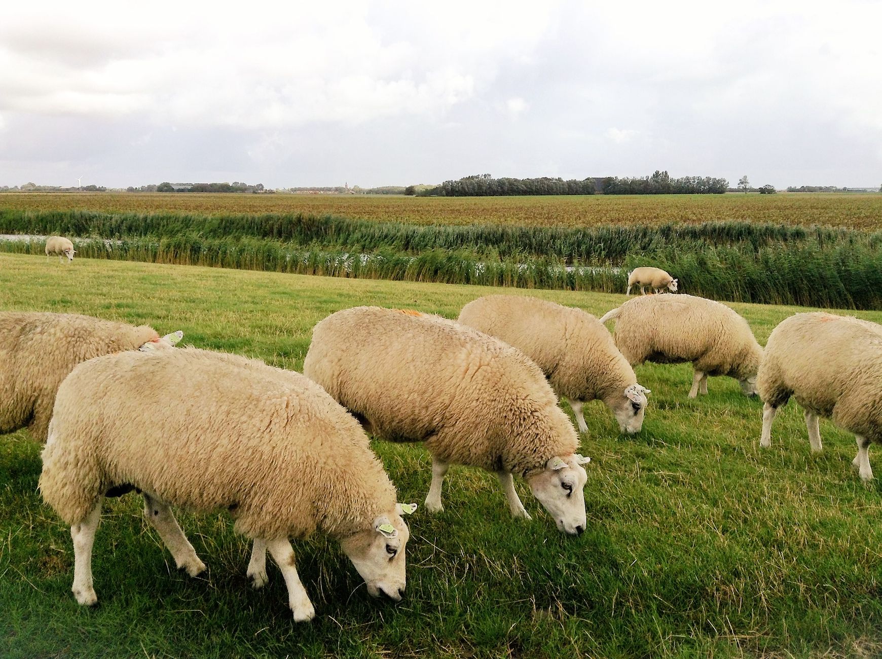 herd of sheep on grassfield